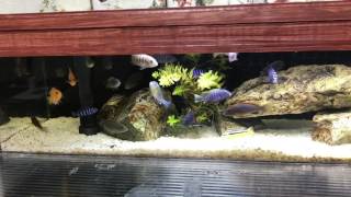 africancichlids mbuna tank