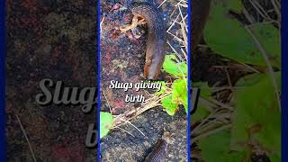 BIG SLUG😱🤯GIVES BIRTH. 2 SLUGS HAD SLUG BABIES TOGETHER sAME TIME #SHORTS #slug #shortsvideo #shorts