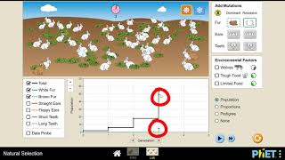 PhET Natural Selection Simulation Walk-through