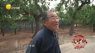 走进朝阳孙家湾种枣树第一人，九旬老人家中三千多棵枣树！