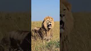 Stunning Close-Up of a Majestic Lion #lion #wildlife #masaimara