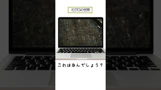 ミクロの世界観察をマイクロスコープで覗いてみよう5 自動販売機の下に落ちてるよね　 #夏休み #自由研究 #小学生