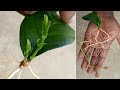 how to grow mogra jasmine from leaves with update shocking result