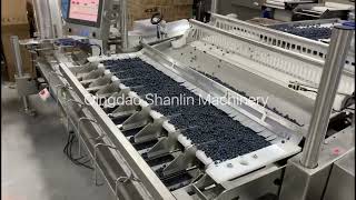 Blueberry Packing Processing Line with 1 Ton/hour Capacity
