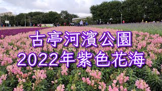 2022年古亭河濱公園紫色花海