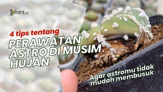 Tips Merawat Kaktus Astro Pada Musim Hujan - iPlant.Cactus