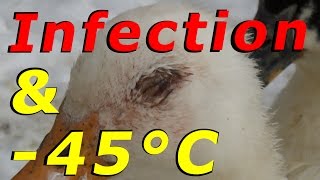 Treating A Duck Eye Infection \u0026 -45°C Tonight #58 Wintering Ducks \u0026 Geese