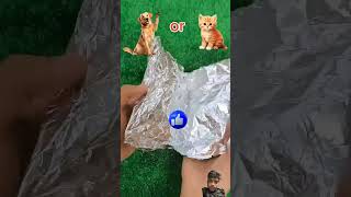 देखो और बताओ इस में काटने के बाद क्या निकलेगा #dog #cat #youtubeshorts #funny #shortsfeed #cake