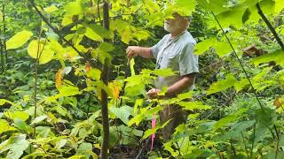 Lessons from the Big Reed Old-growth Forest - V. Gap dynamics
