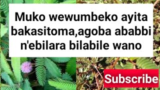 Emigaso gya muko wewumbeko emikulu @SSENGABIROOTONEDDAGALA