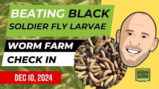 Getting Rid of Black Soldier Fly Larvae: Weekly Worm Farm Check-In Dec 10, 2024