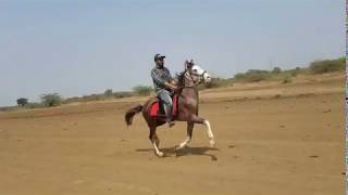 Governor, Horse reval chal training, Jockey:Azhar Malek, Horse reval chal, Horse reval chaal, Reval.