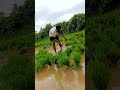 aye laba sambalpuri status sambalpuri song shortvideo memes cool cool odisha vlog