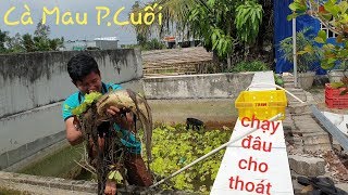 Gom hết cá trở về Sóc Trăng. Tuyệt chiêu tay không bắt cá khủng (CMP.cuối) | Săn bắt SÓC TRĂNG |