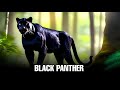 Do Black Panthers Really Exist? | Rehan Filmz