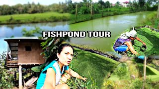 A Tour Of The New Fishpond | Harvesting Azolla For Fish Feed