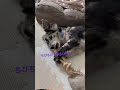 ぼろぼろ　 shorts あしゅ 保護犬 おもちゃ 遊ぶ ぼろぼろ カミカミ 犬のいる暮らし love