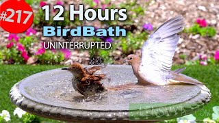 Best of Relaxing Bird Bath TV for Cats 😻12 Hours of Uninterrupted Birds 🐦 Cat TV @LensMyth