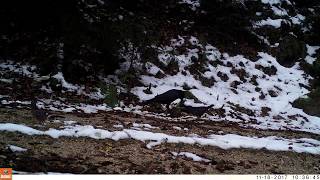 Kolkraben und Eichelhäher im Nationalpark Kalkalpen - Fotofallennews