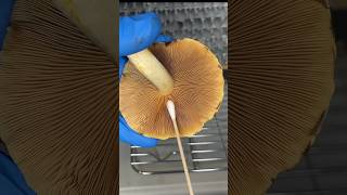 How to Collect Mushroom Spores: Spore Swab #shorts #growyourown #mushroom #spores