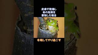 面白いカエルの雑学 #雑学 #動物