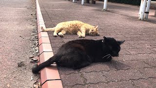 暖かい日の公園猫たちはこんな感じw かわいい猫動画