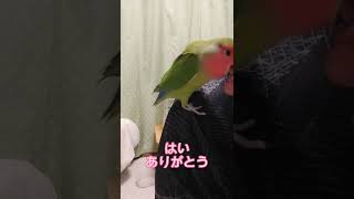 とにかく元気なお返事をするインコ　A parakeet that gives a cheerful reply anyway