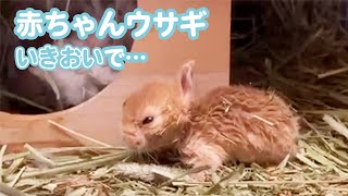 ウサギの赤ちゃん、勢いあまって…🐰💓｜PECO