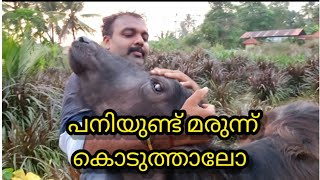 പനിയുണ്ട് മരുന്ന് കൊടുത്താലോ |poth valarthal | buffalo farming| buffalo malayalam |