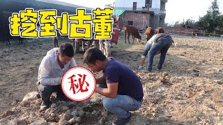 The guy was picking up stones to pave the road, and suddenly found a baby, can this be a cow?