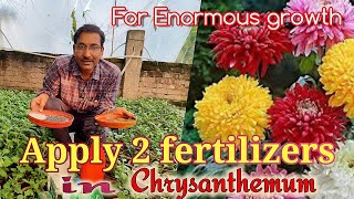 Apply these 2 fertilizers for Enormous growth and Flowering in Chrysanthemum