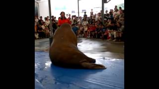 セイウチパフォーマンス笑(ショー)@鳥羽水族館(2015/5/24)(2)