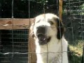 CANI DA GUARDIA - ZAR del Turkmeno - Cane da guardia e protezione familiare