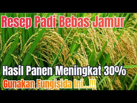 Tingkatkan Produktifitas Tanaman Dengan Teknologi BASF | Bestie Cevya ...