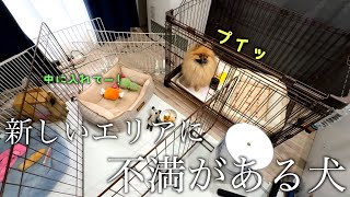 お留守番計画に反対するポメラニアン【827日目】