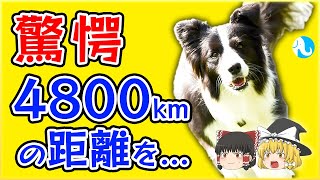 【疑問】犬はなぜ迷子になった後、家に帰って来られるのか？【ゆっくり解説】