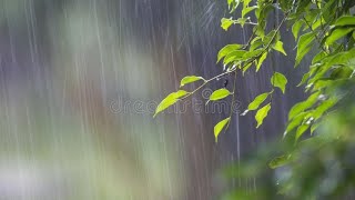 Rain Video ( WhatsApp Rain Status ) Barish Status || Feel The Rain || Sun Sathiya Mahiya Rain Status