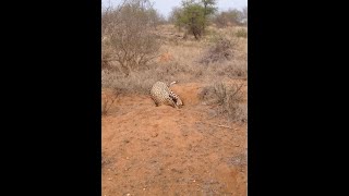 花豹外出捕獵，結果被神秘生物拖進洞中 #野生動物零距離 #神奇動物在抖音 #動物解說 #花豹 #疣豬