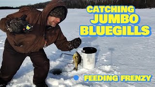 Michigan Ice Fishing for Bluegills