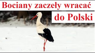 Bociany zaczęły wracać do Polski