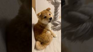 お風呂上がりはおもちゃ遊びに乗り気になれない犬　#子犬 #豆柴 #puppy #shiba