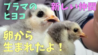 【孵化】ブラマのひよこ、でも足が大変…！！