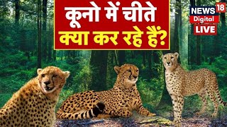 LIVE: Kuno National Park में क्या कर रहे हैं चीते? | Project Cheetah | Latest News Updates | News18