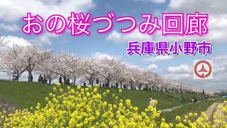 ちょい旅　桜の名所【おの桜づつみ回廊】　兵庫県小野市