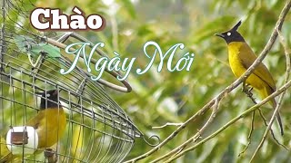 Chào ngày mới toàn thể ae #chàomàonúi #blackcrestedbulbul