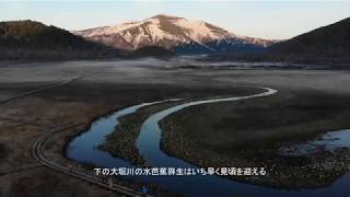 早春の尾瀬ヶ原を翔ぶ2019　【Full HD／DJI MAVIC Air】