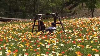 アイスランドポピーが見ごろ　世羅町の観光農園　広島 (2023/05/03 11:01)