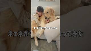 姉が学校から帰ってきたのは嬉しいけど、そろそろ1人になりたい大型犬#ゴールデンレトリバー #ゴールデンレトリバーのいる生活 #大型犬と子供 #shorts