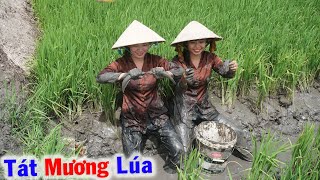 Tát Mương Lúa Bắt Cá Rô Đồng Cá Lóc- Tập 574