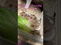 ゴールデンハムスター赤ちゃん生後3週間